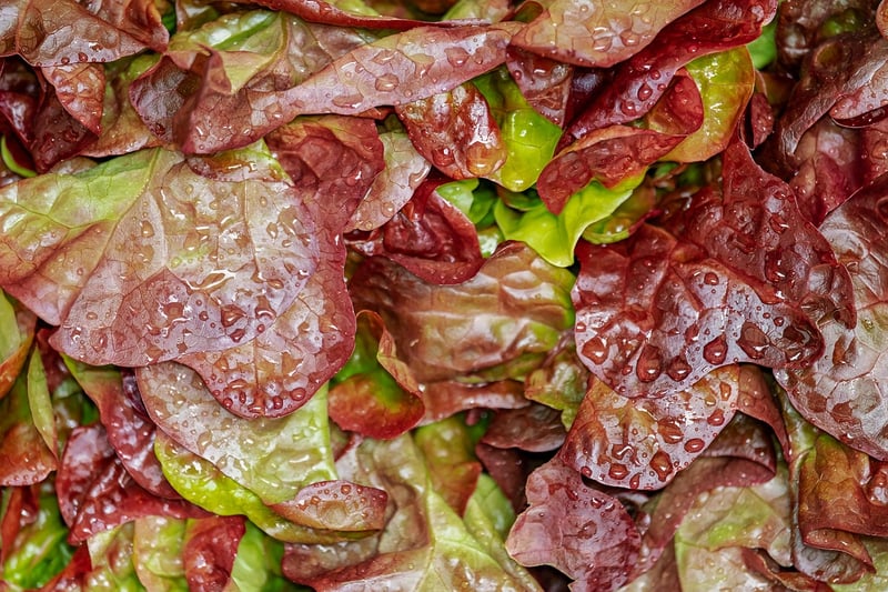 Seasonal Salad